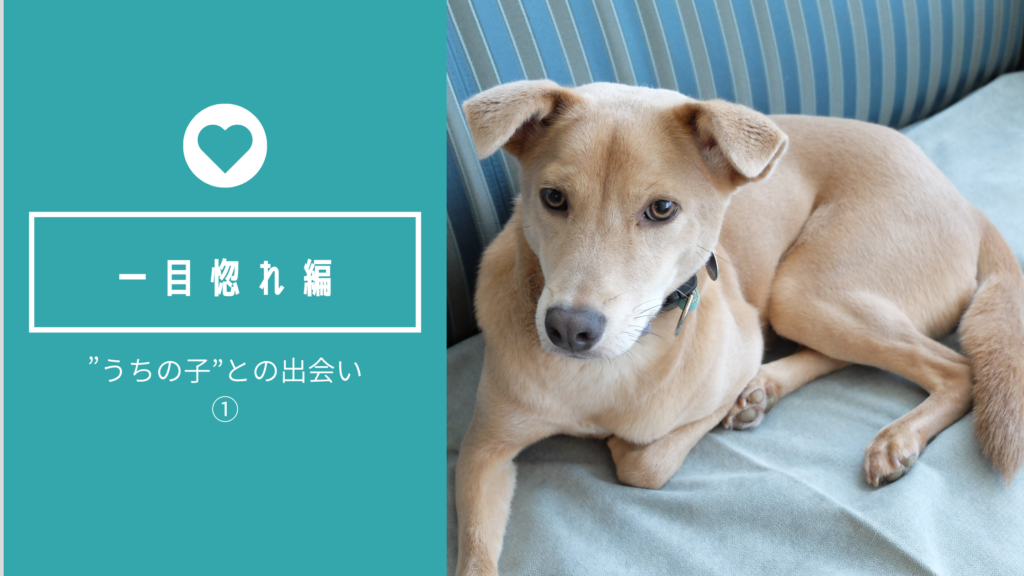 はるたん観察日記 保護犬の家族になりました