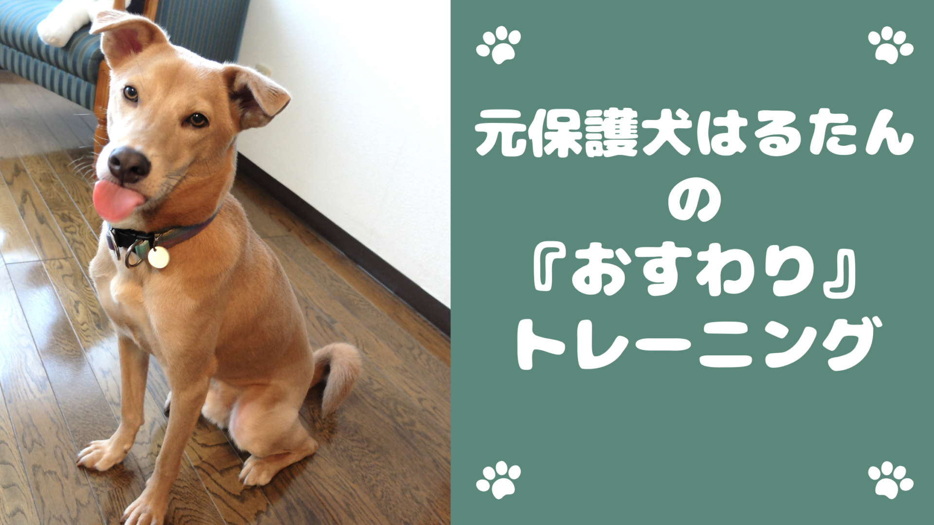 元保護犬はるたんの おすわり トレーニング はるたん観察日記