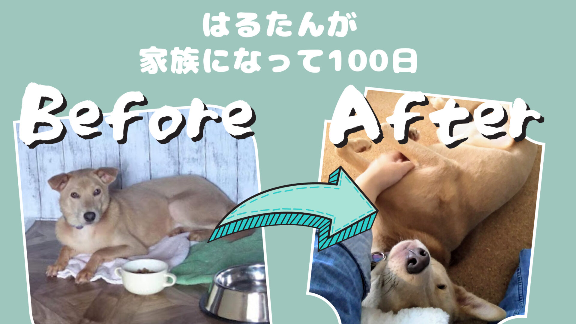 祝 100日 元保護犬はるたんのビフォーアフター はるたん観察日記