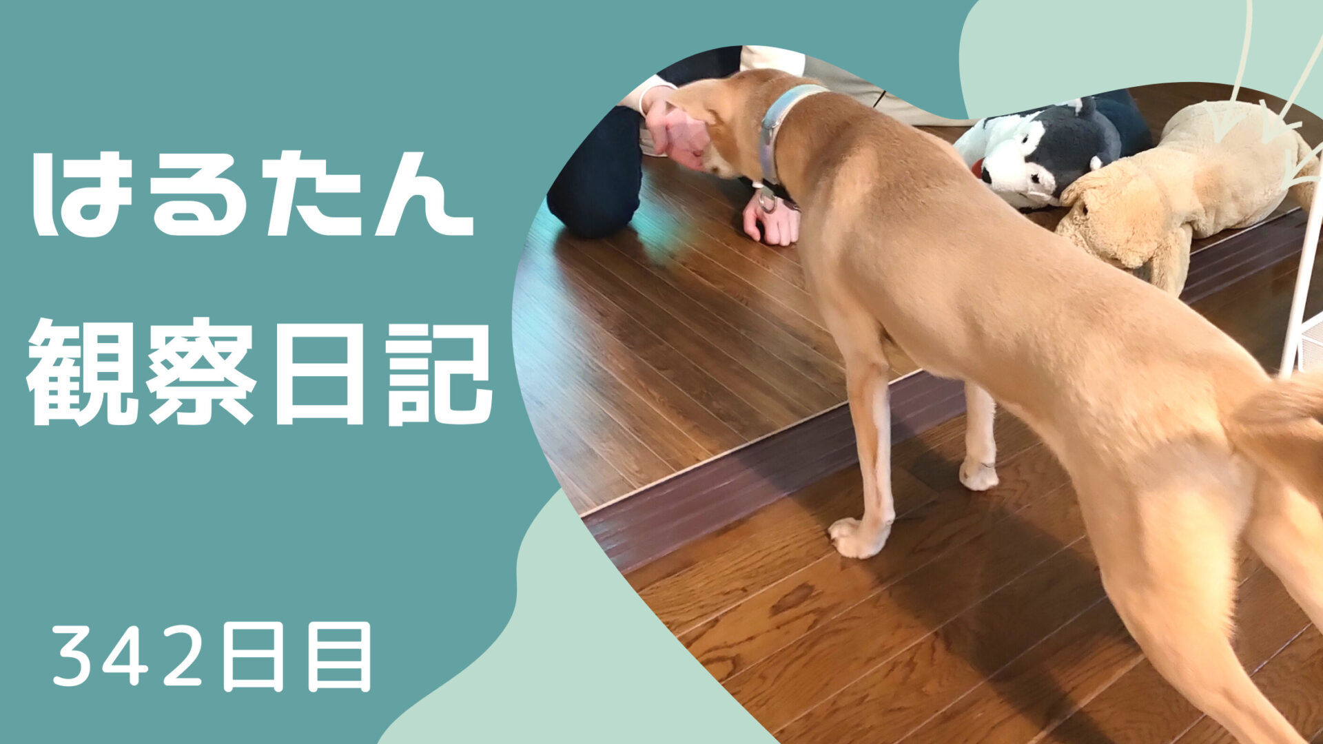 342日目 元保護犬はるたんがにゅーっと伸びたワケ はるたん観察日記